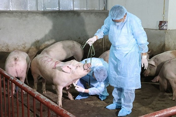 Người dân cần bình tĩnh, tuân thủ nghiêm túc các biện pháp phòng, chống dịch tả lợn Châu Phi