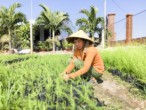Vườn măng tây giống do chị Lương Thị Cẩm tự gieo hạt.