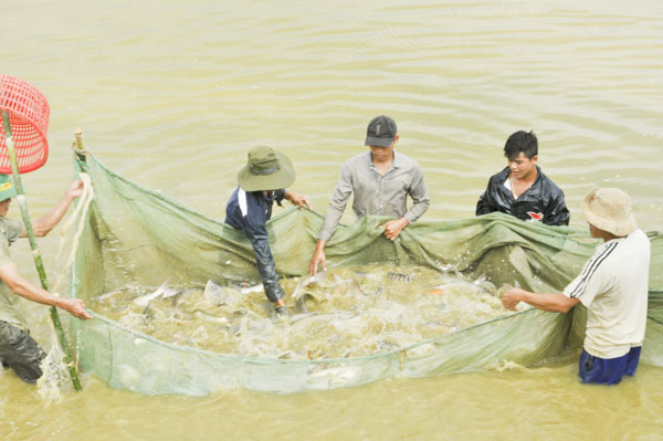 Thu hoạch cá tại ao nuôi của anh Nguyễn Thanh Chức (thôn 1, xã Suối Rao, huyện Châu Đức).