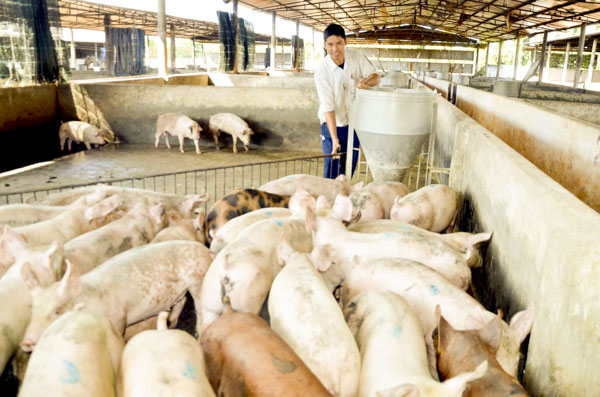 Trang trại chăn nuôi Nguyễn Trung tận dụng khí từ hầm biogas để chạy máy phát điện.