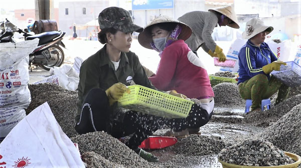 Hàng trăm phụ nữ xã Bình Châu luôn tay sàng sảy, phân loại sò, ốc