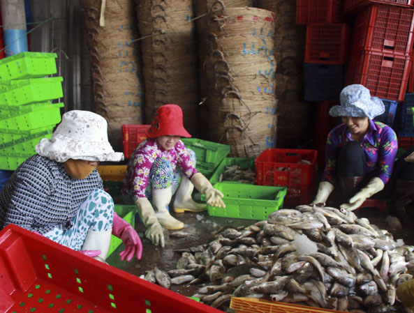 Phân loại cá tại cảng INCOMAP (phường 5, TP.Vũng Tàu).