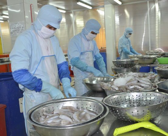 Công nhân Công ty TNHH Tứ Hải sơ chế cá đục.