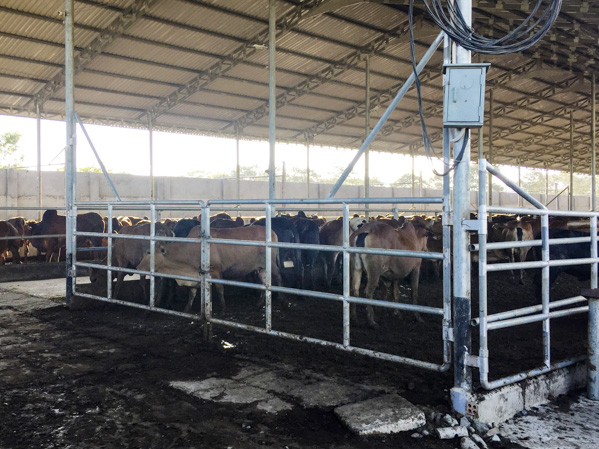 Trại nhốt hàng trăm con bò mỗi ngày của Công ty TNHH Kim Thu đã phát tán mùi hôi gây ô nhiễm không khí tại khu dân cư phường Long Tâm, TP.Bà Rịa.