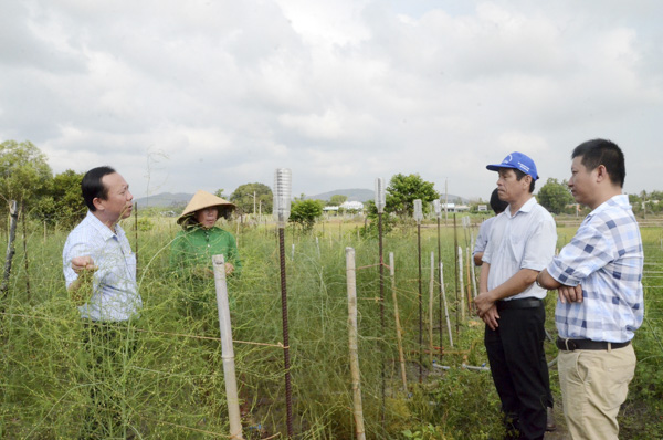 Đoàn khảo sát HĐND huyện Đất Đỏ tham quan vườn măng tây của hộ gia đình chị Lương Thị Cẩm (xã Long Mỹ).