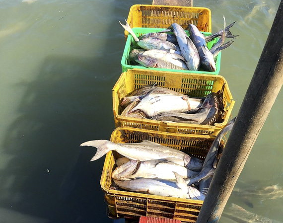 Cá chết chủ yếu xảy ra tại các lồng nuôi cá bớp. 
