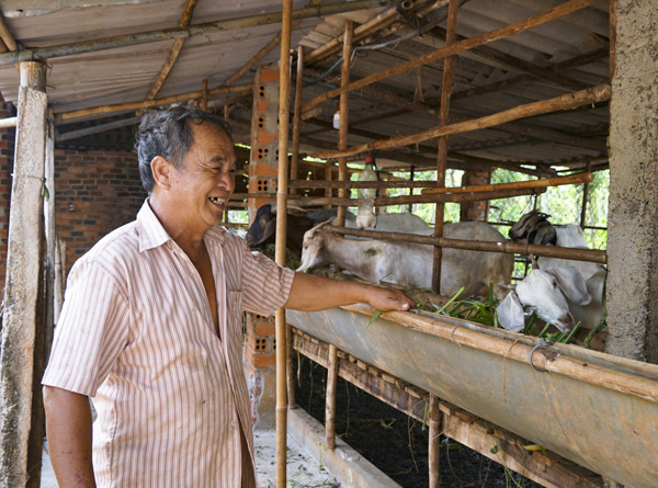 Ông Nguyễn Văn Tôn chăm sóc đàn dê của gia đình.