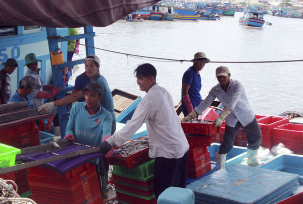 Hiện nay, nhiều cảng cá gặp khó khăn trong công tác xác nhận nguồn gốc thủy sản. Trong ảnh: Ngư dân nhập cá lên cảng tại cảng INCOMAP, phường 5, TP.Vũng Tàu.