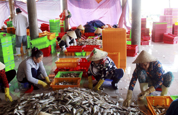 Phân loại cá tại cảng INCOMAP, phường 5, TP. Vũng Tàu.