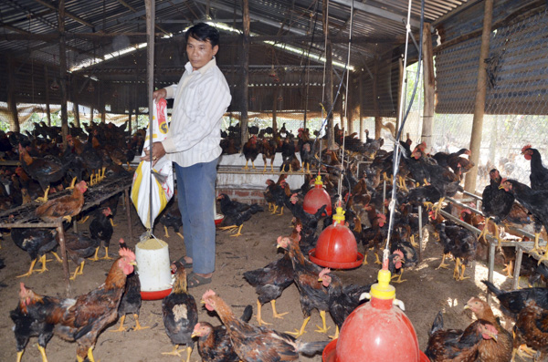 Ông Nguyễn Văn Sơn, xã Láng Lớn, huyện Châu Đức chăm sóc đàn gà của gia đình.