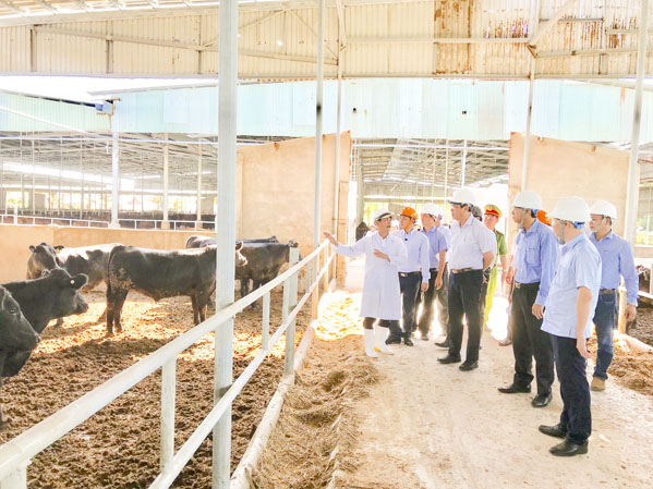 Đoàn giám sát HĐND tỉnh giám sát ô nhiễm môi trường tại trại chăn nuôi bò Anh Khải Ký (xã Hòa Hội, huyện Xuyên Mộc) - trang trại có nguy cơ gây ô nhiễm hồ Sông Hỏa (tháng 1-2019).