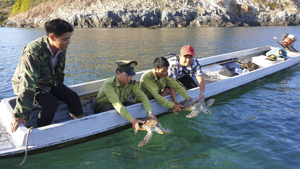 Lực lượng Kiểm lâm VQG CĐ thả 2 cá thể rùa biển quý hiếm xuống vịnh Đầm Tre (Côn Đảo).