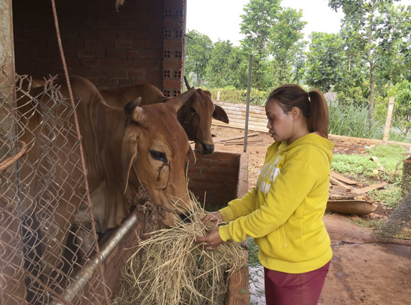 Gia đình chị Dương Thị Ngọc (dân tộc Châu Ro, ấp Phước Bình, xã Sông Xoài, TX. Phú Mỹ) được hỗ trợ 1 con bò giống để phát triển sản xuất năm 2017. 