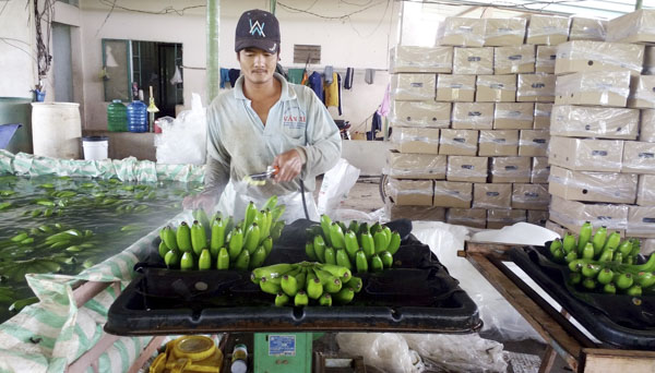 Vừa qua, Trung Quốc đã có thêm một số quy định mới đối với trái cây nhập khẩu  từ Việt Nam, trong đó có chuối cấy mô. Trong ảnh: Đóng gói chuối cấy mô xuất khẩu tại ấp Bàu Hàm, xã Tân Lâm, huyện Xuyên Mộc.