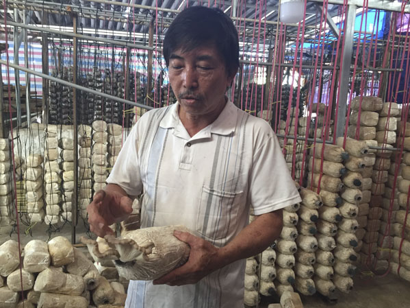 Ông Nguyễn Thanh Sơn, thành viên HTX Tân Giao có thu nhập khá nhờ trồng nấm.