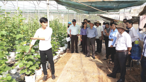 Đoàn nghiên cứu tham quan vườn rau ứng dụng công nghệ cao của Công ty Rau củ quả công nghệ cao Vương Huy (xã Xà Bang, huyện Châu Đức).
