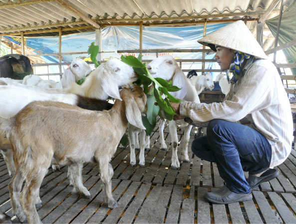 Anh Nguyễn Văn Toàn (ấp Tân Thuận, xã Long Tân) với mô hình trồng quýt, mít và chăn nuôi dê cho thu nhập khá.