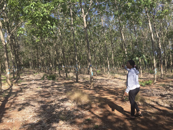 Trên thửa đất 8.048m2 tranh chấp quyền sử dụng với bà Nguyễn Thị Cẩm, ông Đỗ Ngọc Huân đã trồng cao su và thu hoạch được 5 năm.