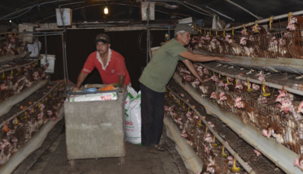 Một trại gà ở xã Đá Bạc (huyện Châu Đức) phát tán mùi hôi, gây ô nhiễm  môi trường.