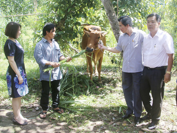 Đại diện Hội Chữ thập đỏ tỉnh và Công ty Điện lực TNHH BOT Phú Mỹ 3 trao bò giống cho gia đình Nguyễn Phương Bình (xã Xà Bang, huyện Châu Đức)  cuối năm 2018. Ảnh: TƯỜNG NGÂN