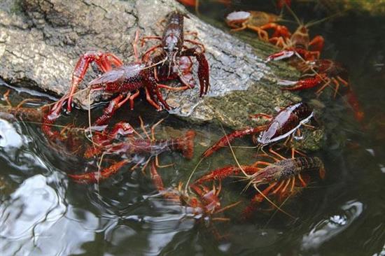 Bộ TN&MT sẽ báo cáo Thủ tướng Chính phủ về tình hình quản lý sinh vật ngoại lai trong tháng 7/2019