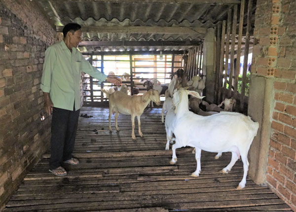 Mô hình nuôi dê giúp gia đình ông Nguyễn Công Vinh (thôn Quảng Tây, xã Nghĩa Thành, huyện Châu Đức)  thoát nghèo và nâng cao thu nhập.