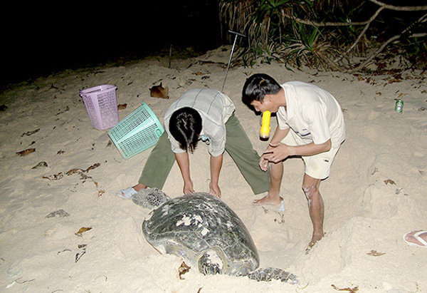 Lực lượng kiểm lâm Vườn quốc gia Côn Đảo đỡ đẻ cho rùa trên hòn Bảy Cạnh.