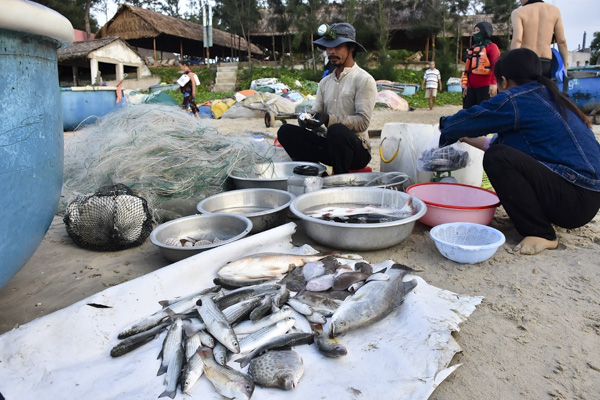 Dù hành nghề lưới ghẹ (cá nhỏ) nhưng nhiều loại cá lớn như cá chẻm, cá mú cũng tại bãi biển Thủy Tiên.