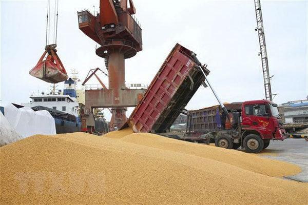 Công nhân bốc dỡ đậu tương nhập khẩu tại cảng Nam Thông, tỉnh Giang Tô, Trung Quốc.  (Nguồn AFP)