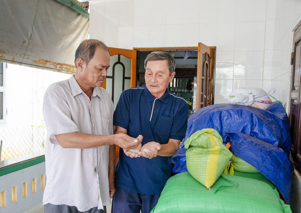 Ông Nguyễn Hữu Ngôn (bên phải), ở xã An Nhứt, huyện Long Điền kiểm tra chất lượng gạo do gia đình sản xuất.