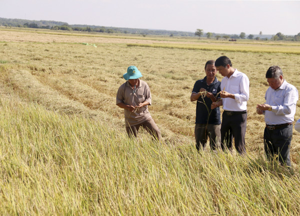 DNTN Thịnh Thành cùng cán bộ khuyến nông huyện Long Điền và lãnh đạo HTX nông nghiệp dịch vụ An Nhứt tham quan ruộng lúa trồng theo tiêu chuẩn VietGAP của HTX. Ảnh: ĐÔNG HIẾU