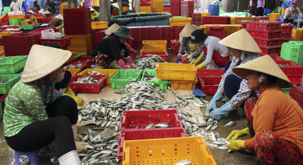 Phân loại cá tại Cảng Hưng Thái (huyện Long Điền).