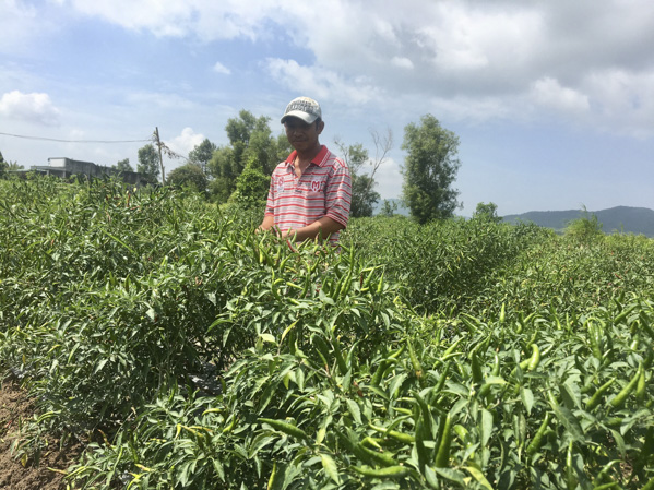 Ông Phạm Thanh Tú (ấp An Đồng, xã An Nhứt,  huyện Long Điền) chuyển đổi từ đất trồng lúa  sang trồng ớt mang lại giá trị kinh tế cao.