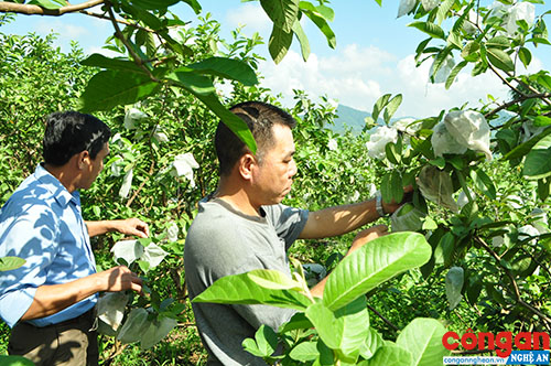 Phát huy vai trò nông dân trong xây dựng nông thôn mới
