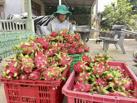 Bảo quản nông sản sau thu hoạch hiện đang là khâu yếu trong sản xuất nông nghiệp. Trong ảnh: Anh Lê Hoài Ân (xã Bông Trang, huyện Xuyên Mộc) phân loại thanh long trước khi bán.