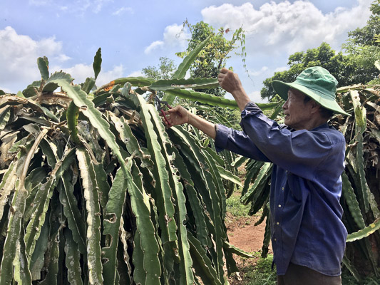 Ông Mai Văn Tiết (ấp Trang Định,xã Bông Trang) là người đầu tiên đưa giống thanh long ruột đỏ về trồng tại xã Bông Trang đang chăm sóc cây thanh long có tuổi đời 20 năm.