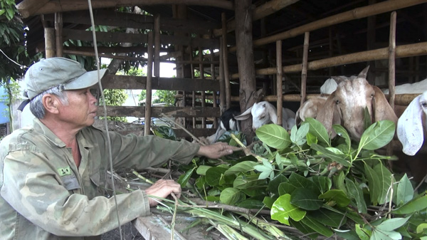 Ông Lê Văn Vàng (ấp Tân Thuận, xã Long Tân) đã tận dụng lá mít Thái để chăn nuôi  đàn dê của gia đình, ổn định về kinh tế.
