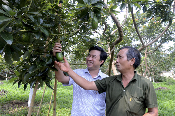 Ông Nguyễn Cảnh Dương (trái) trao đổi với nông dân kỹ thuật chăm sóc bơ.