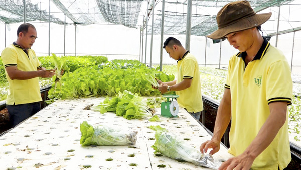 Công nhân thu hoạch rau tại trang trại của Công ty công nghệ cao Vương Huy (xã Xà Bang, huyện Châu Đức). Ảnh: PHÚ XUÂN