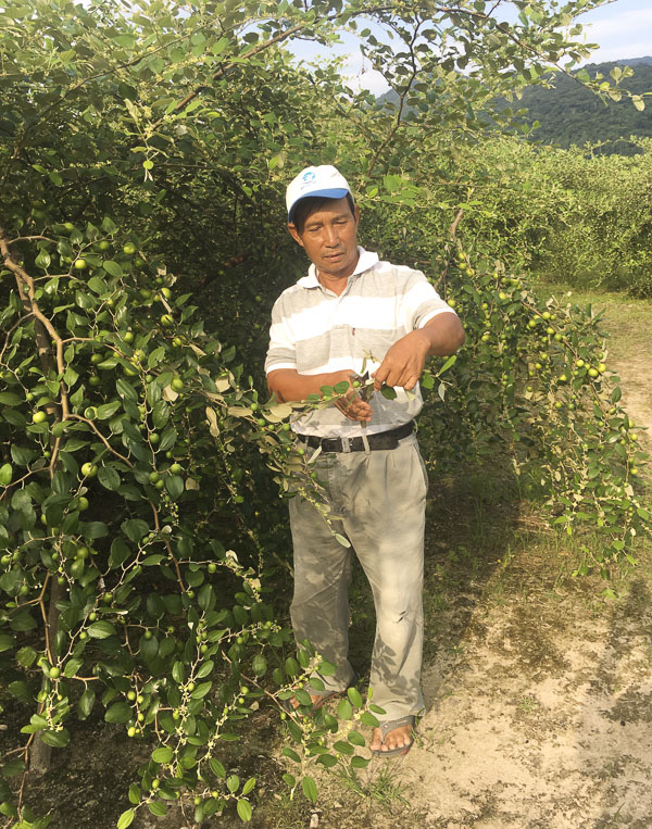 Ông Nguyễn Văn Hồng ghép giống thành công loại táo.