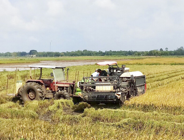 Sau 10 năm thực hiện chương trình mục tiêu quốc gia xây dựng nông thôn mới tại BR-VT, nông nghiệp được cơ giới hóa thúc đẩy phát triển nâng cao hiệu quả. Trong ảnh: Thu hoạch lúa tại xã Tân Hòa, TX. Phú Mỹ. Ảnh: KIM HỒNG