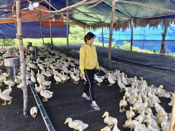 Một trại chăn nuôi vịt nằm trong khu dân cư xã Hòa Hưng (huyện Xuyên Mộc) gây ô nhiễm môi trường.