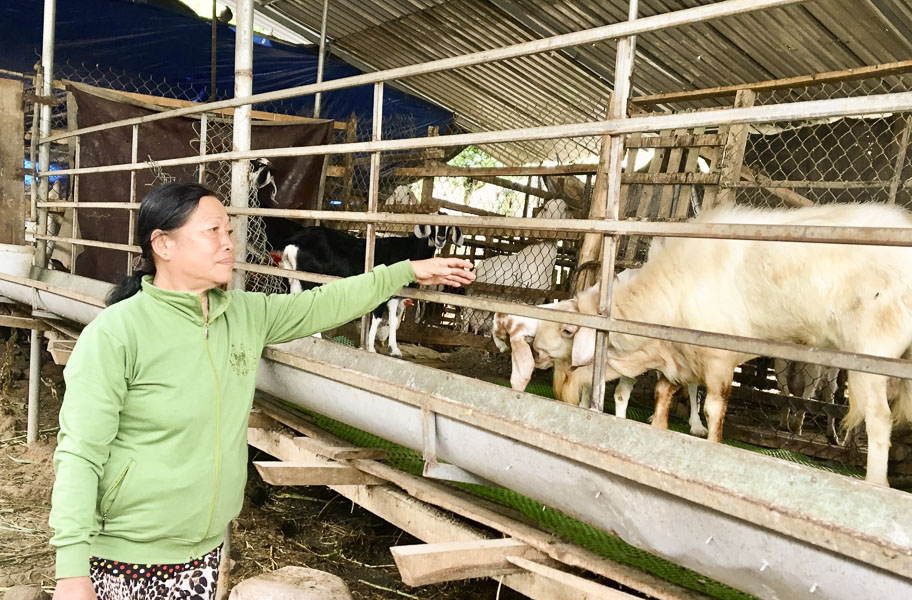 Bà Đinh Thị Huệ (xã Suối Rao, huyện Châu Đức) phát triển chăn nuôi dê, heo và gia cầm từ nguồn vốn Ngân hàng CSXH.