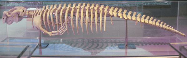 Bộ xương Du gông tiếp nhận từ Vườn Quốc gia Côn Đảo sẽ được trưng bày tại Bảo tàng tỉnh.