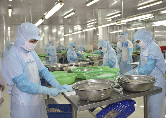 Công nhân Công ty TNHH Tứ Hải sơ chế cá đục xuất khẩu tại xưởng.