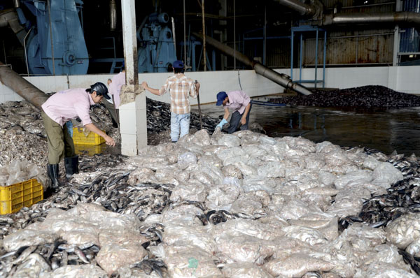 Nguyên liệu đầu vào và quá trình sấy khô cá là nguyên nhân dẫn đến mùi hôi tại các cơ sở chế biến bột cá.