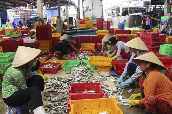 Chính phủ, ngành NN-PTNT đã và đang thực hiện nhiều giải pháp nhằm phát triển nghề cá bền vững. Trong ảnh: Ngư dân phân loại cá tại cảng Hưng Thái, huyện Long Điền.  Ảnh: QUANG VINH