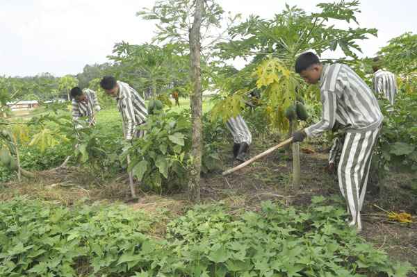 Phạm nhân lao động trong khu vực trồng cây của Trại giam Xuyên Mộc.