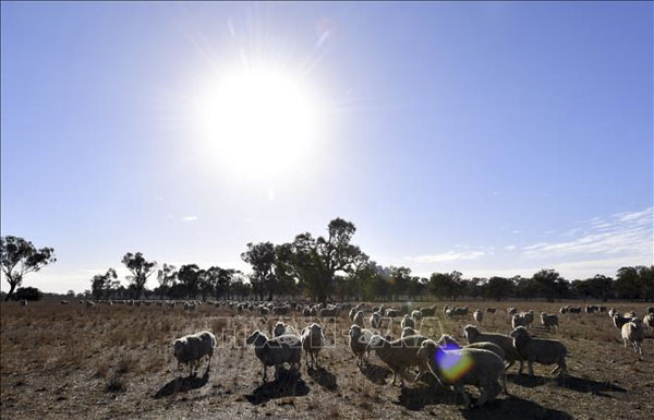 Cánh đồng cỏ dành cho chăn nuôi gia súc bị khô hạn do nắng nóng kéo dài tại bang New South Wales, Australia. (Nguồn: AFP)