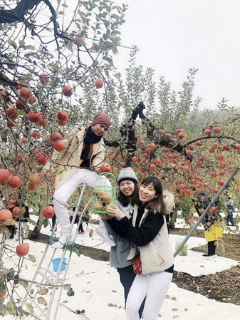 Du khách trải nghiệm thu hoạch táo trong tour Nhật Bản do Vietravel tổ chức.